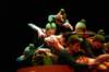 litlleshopofhorrors_theaterplan_2009_eindhoven411_small.jpg